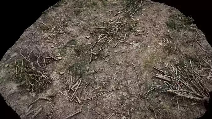 forrest ground cutted trees patch part2 photogrammetry