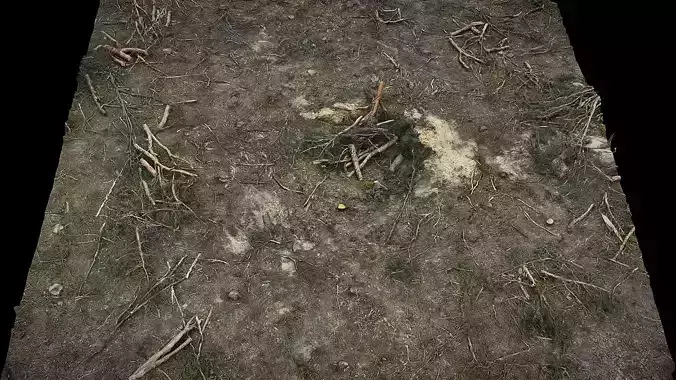 forest ground cutted tree branches photogrammetry 