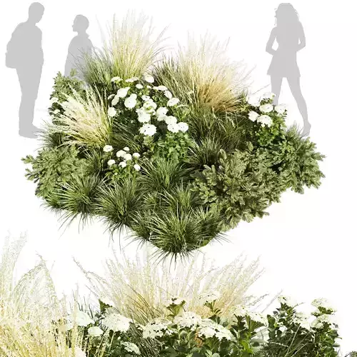  Collection plant vol 589 - grass - garden - pampas - Abies 