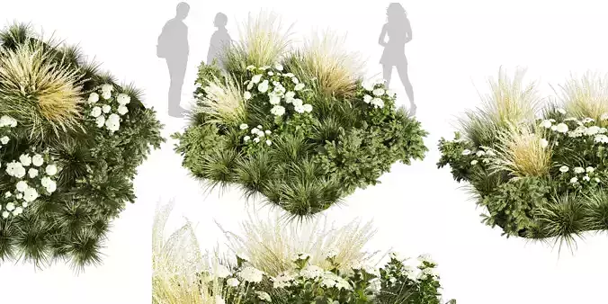 Collection plant vol 589 - grass - garden - pampas - Abies 