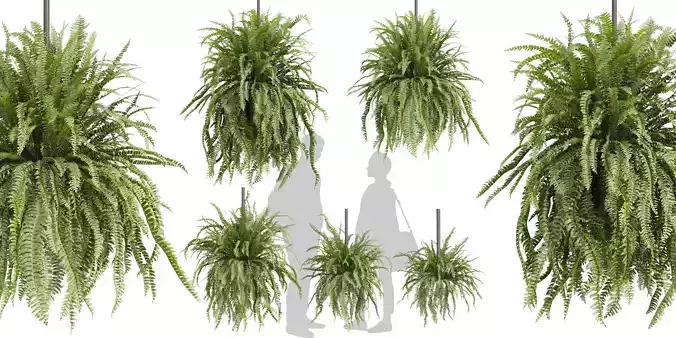 Collection plant vol 590 - fern - lady - hanging