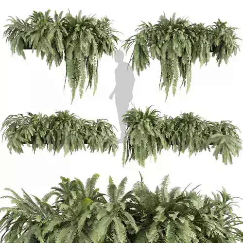 Collection plant vol 591 - fern - lady 