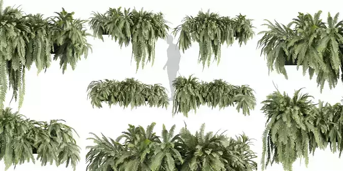 Collection plant vol 591 - fern - lady 