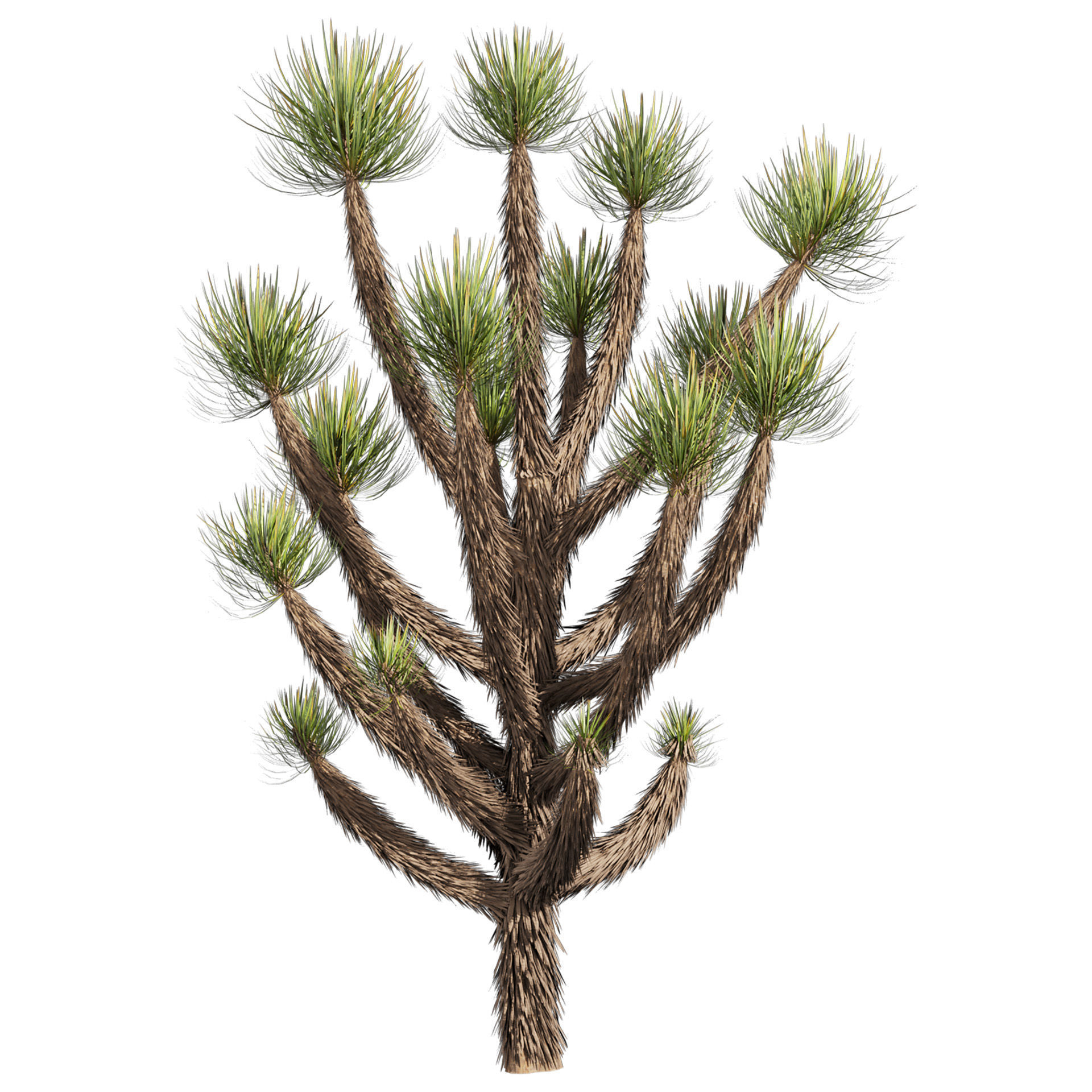 Collection plant vol 592 - Yucca - Brevifolia - Tree 3D model_1