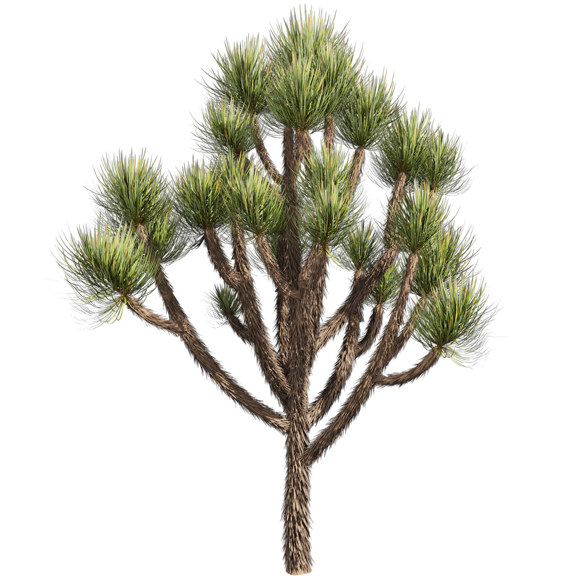 Collection plant vol 592 - Yucca - Brevifolia - Tree 3D model_2