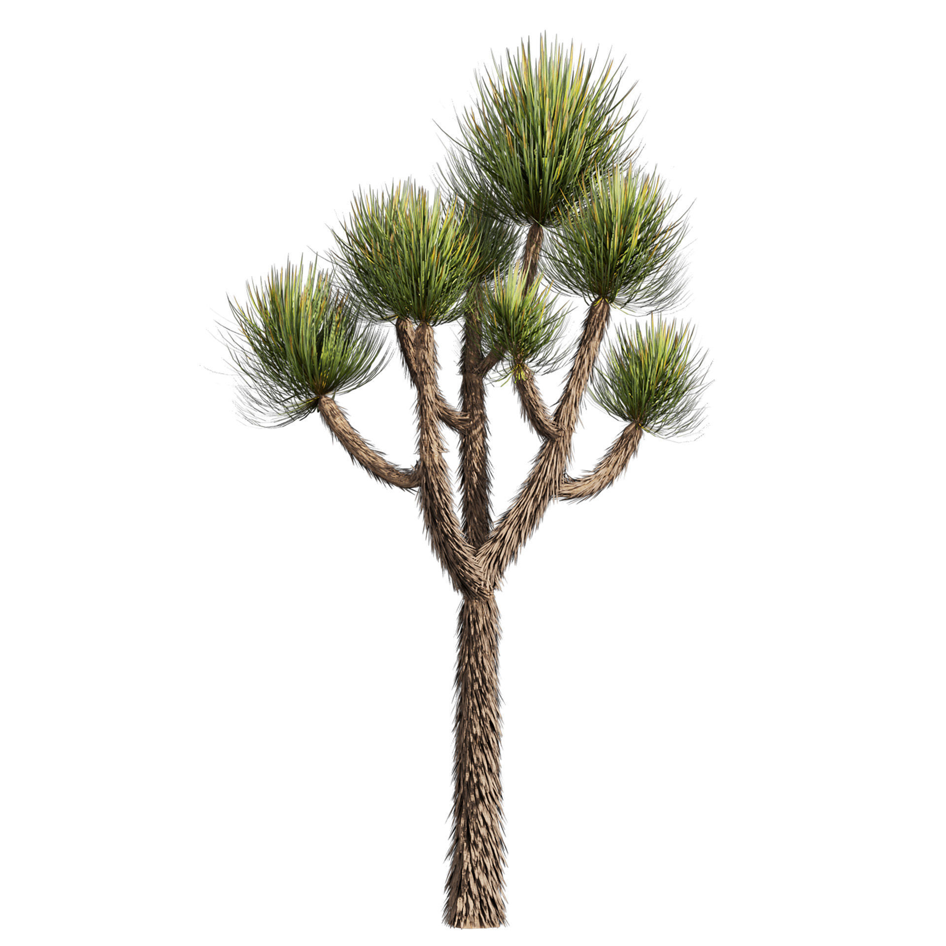 Collection plant vol 592 - Yucca - Brevifolia - Tree 3D model_5