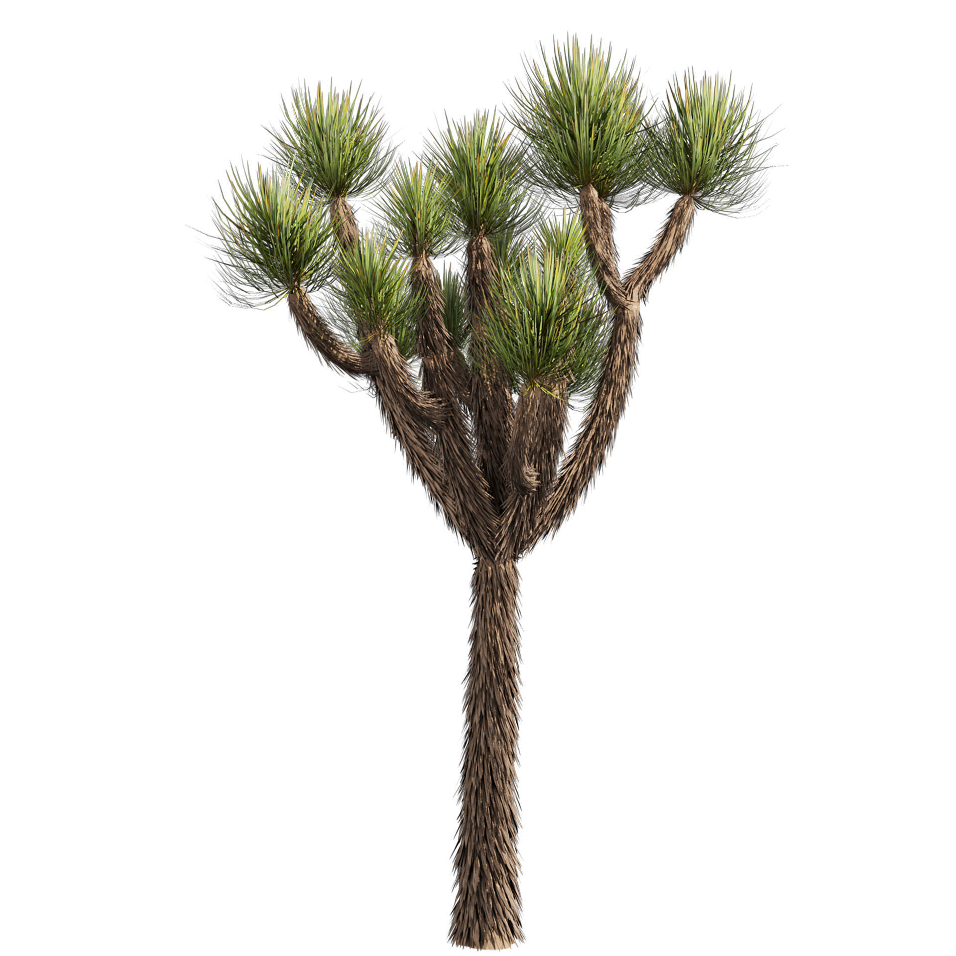 Collection plant vol 592 - Yucca - Brevifolia - Tree 3D model_3