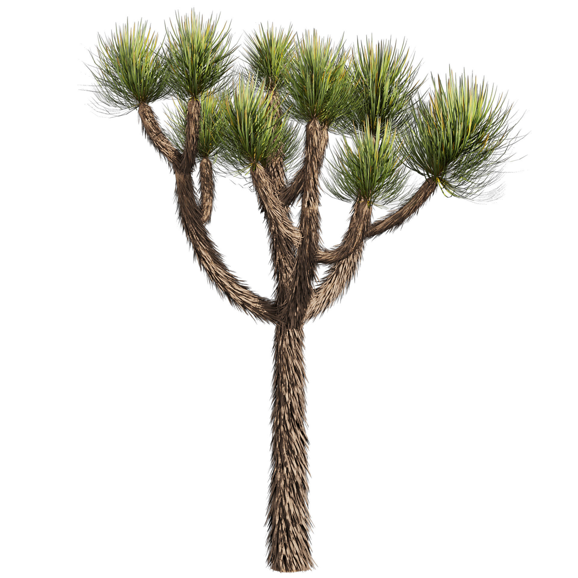 Collection plant vol 592 - Yucca - Brevifolia - Tree 3D model_4