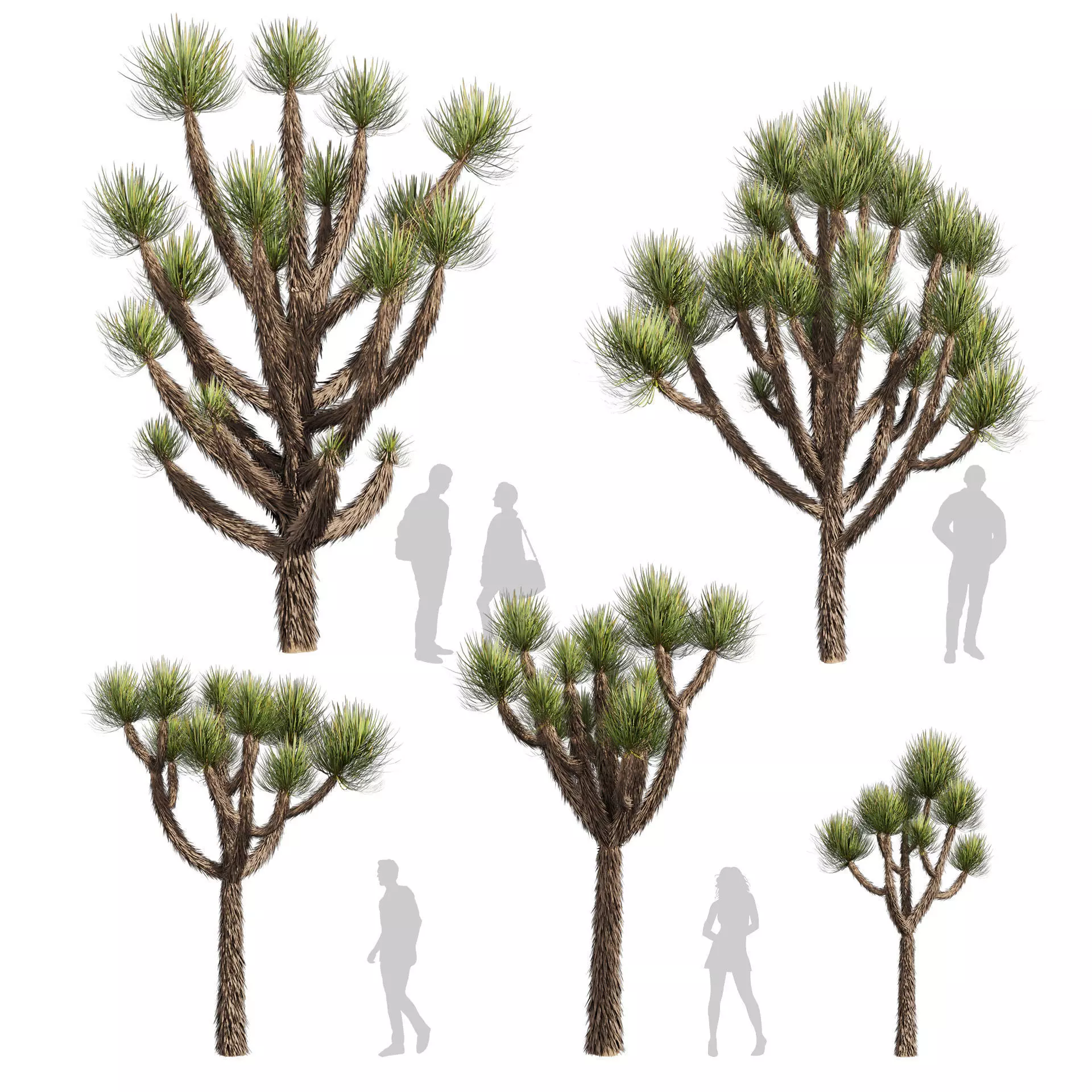 Collection plant vol 592 - Yucca - Brevifolia - Tree 3D model_0