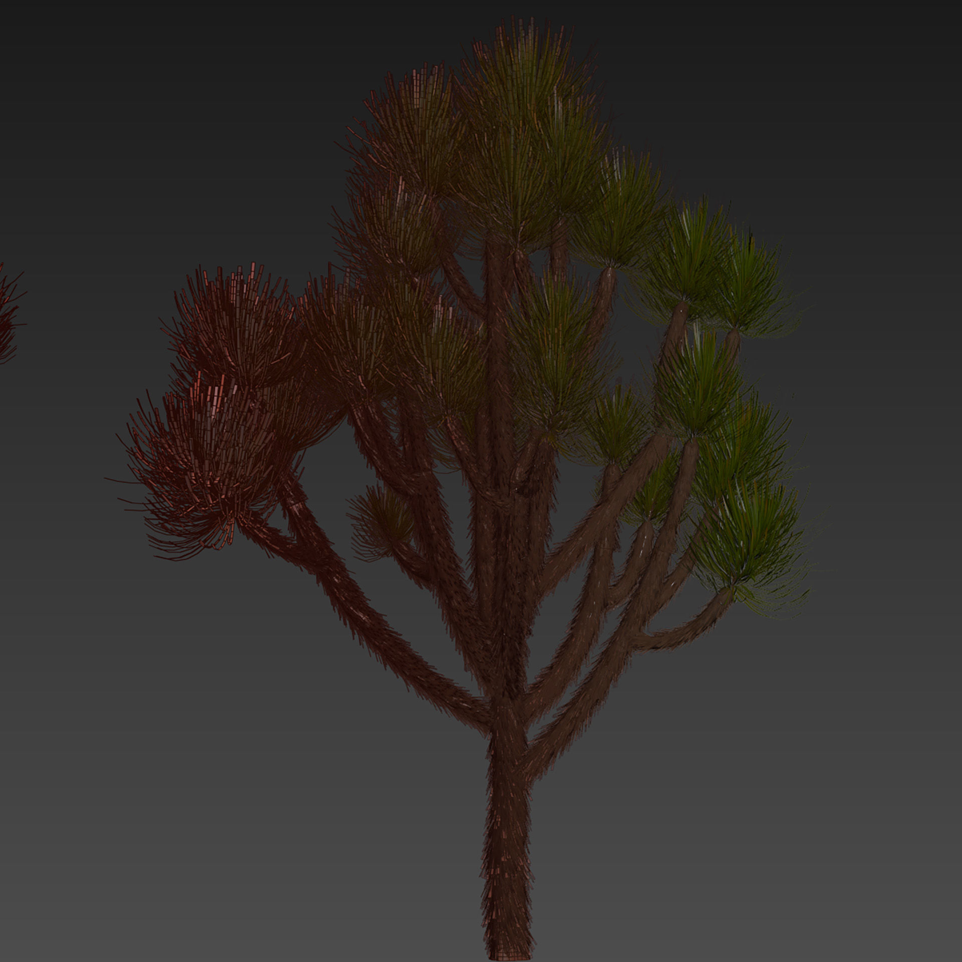Collection plant vol 592 - Yucca - Brevifolia - Tree 3D model_6