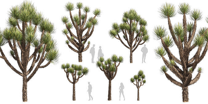 Collection plant vol 592 - Yucca - Brevifolia - Tree 3D model