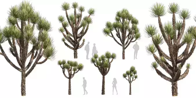 Collection plant vol 592 - Yucca - Brevifolia - Tree