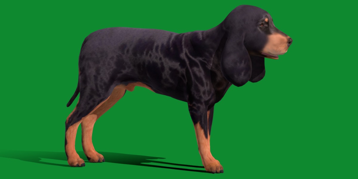 Black And Tan Coonhound Dog Low-poly 3D model_2