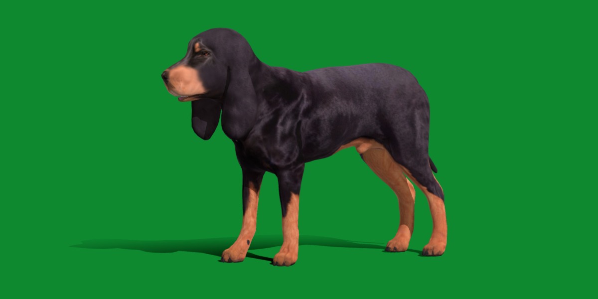 Black And Tan Coonhound Dog Low-poly 3D model_3