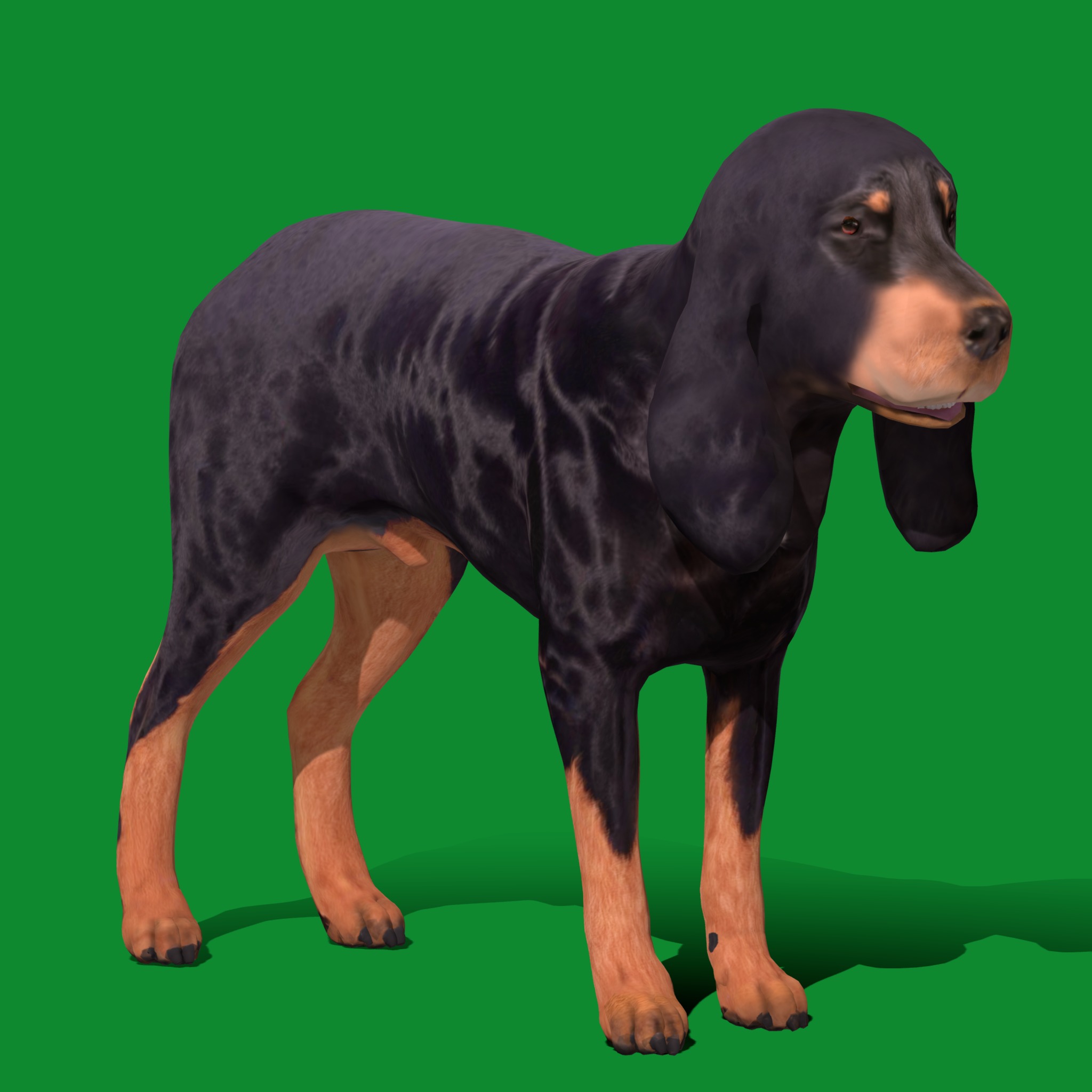 Black And Tan Coonhound Dog Low-poly 3D model_20