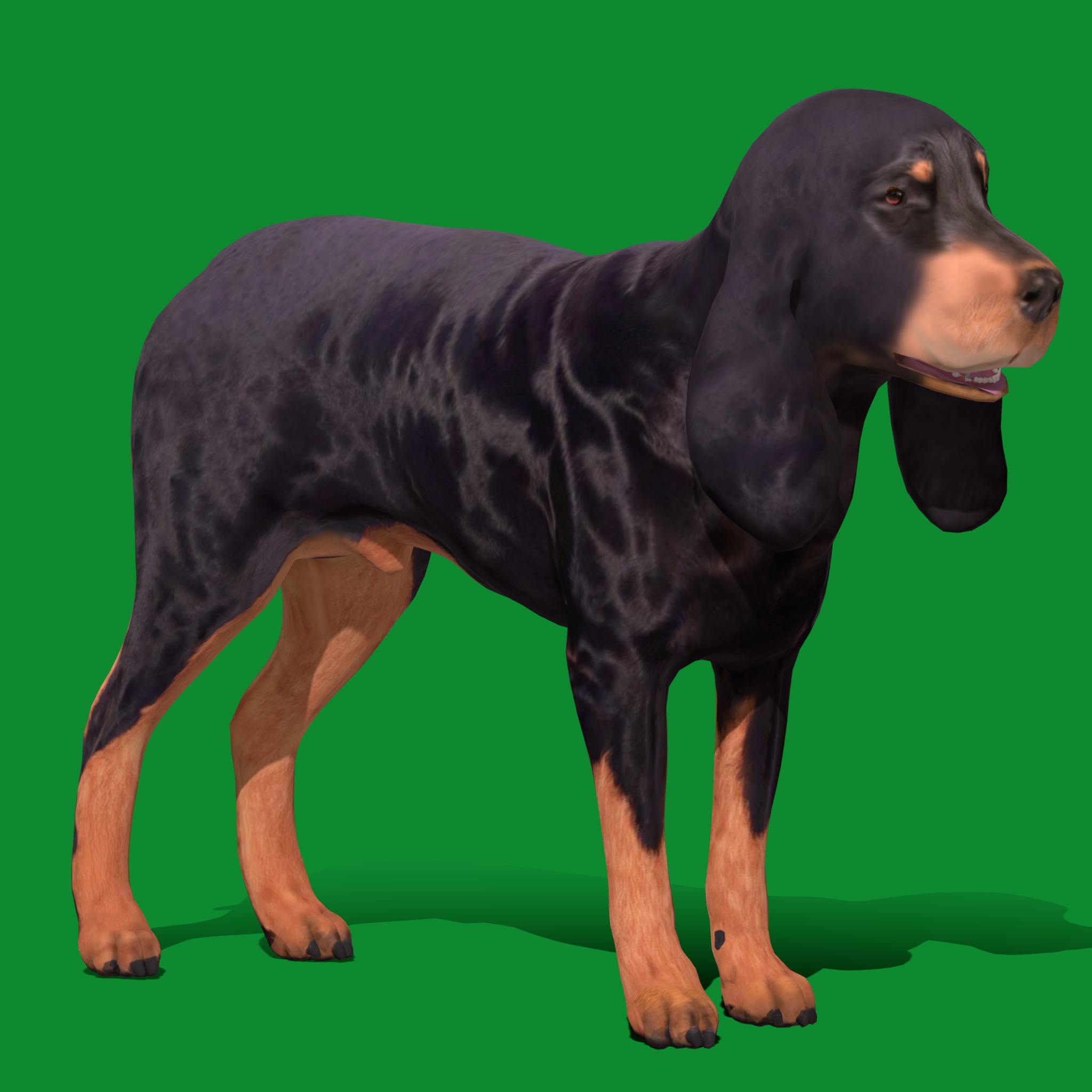 Black And Tan Coonhound Dog Low-poly 3D model_19