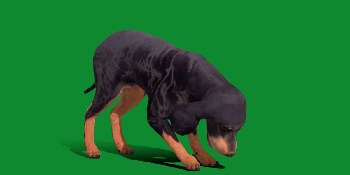 Black And Tan Coonhound Dog Low-poly 3D model_13