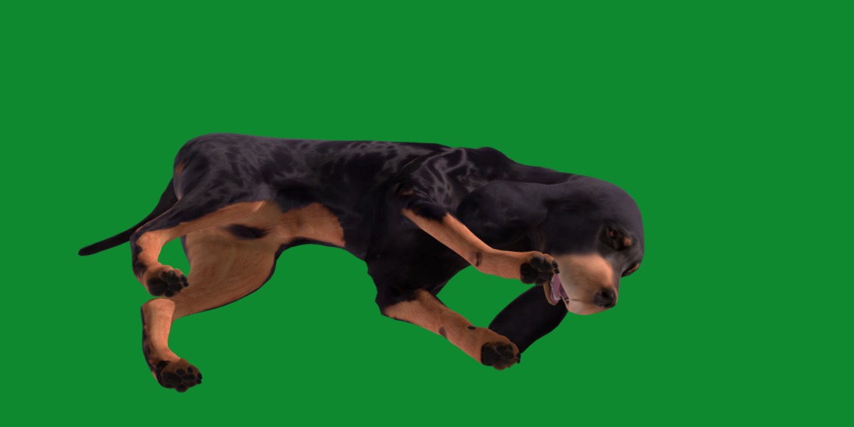 Black And Tan Coonhound Dog Low-poly 3D model_21