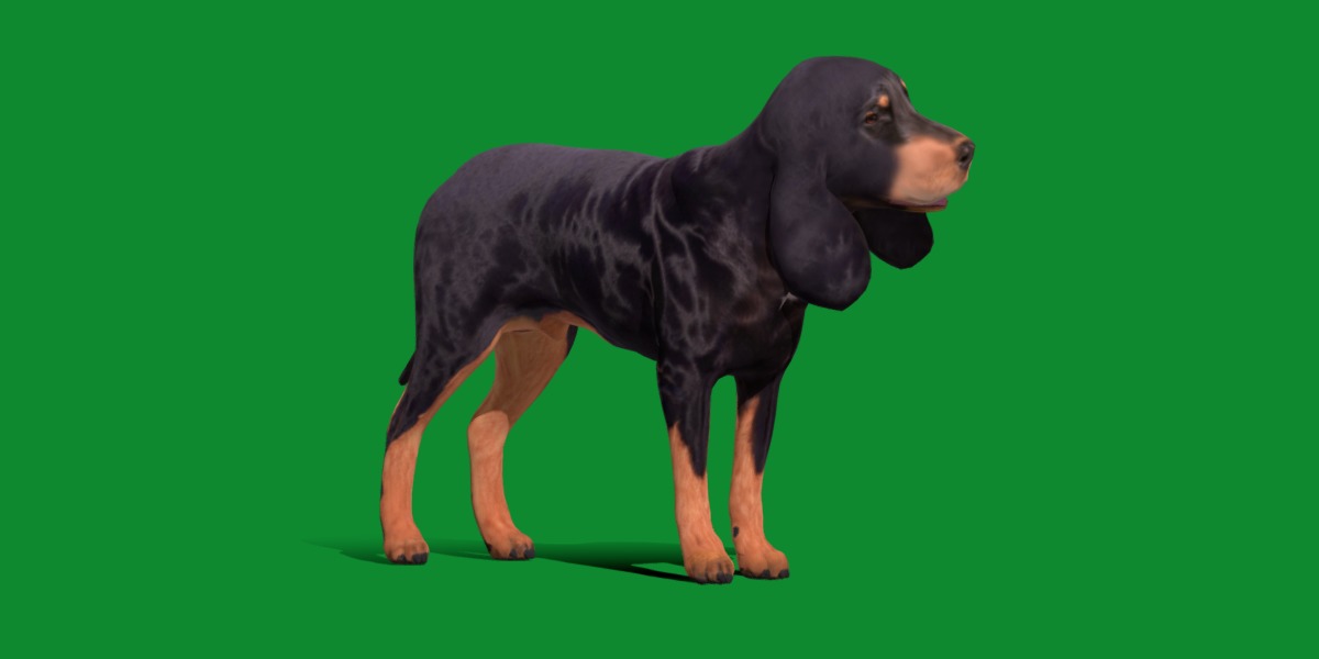 Black And Tan Coonhound Dog Low-poly 3D model_26
