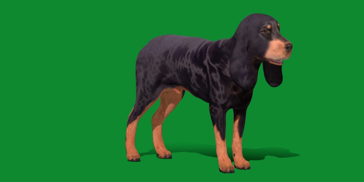 Black And Tan Coonhound Dog Low-poly 3D model_18