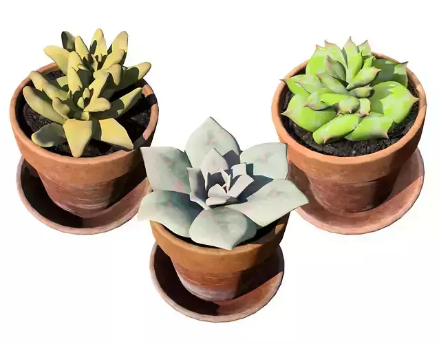Realistic Potted Cacti 3D Model Low-poly 3D model