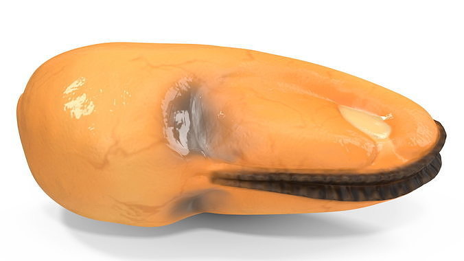 Boiled Cleaned Mussel 3D model 7