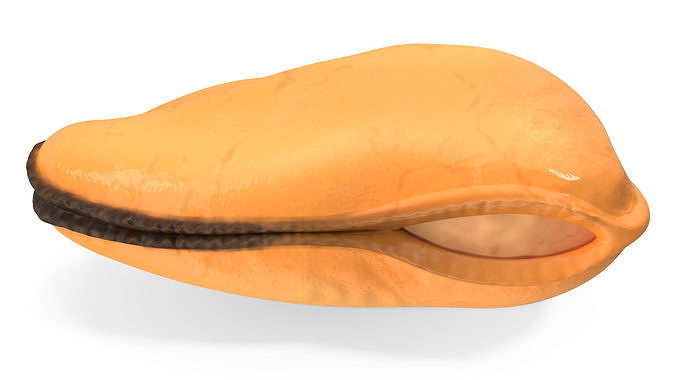 Boiled Cleaned Mussel 3D model 6