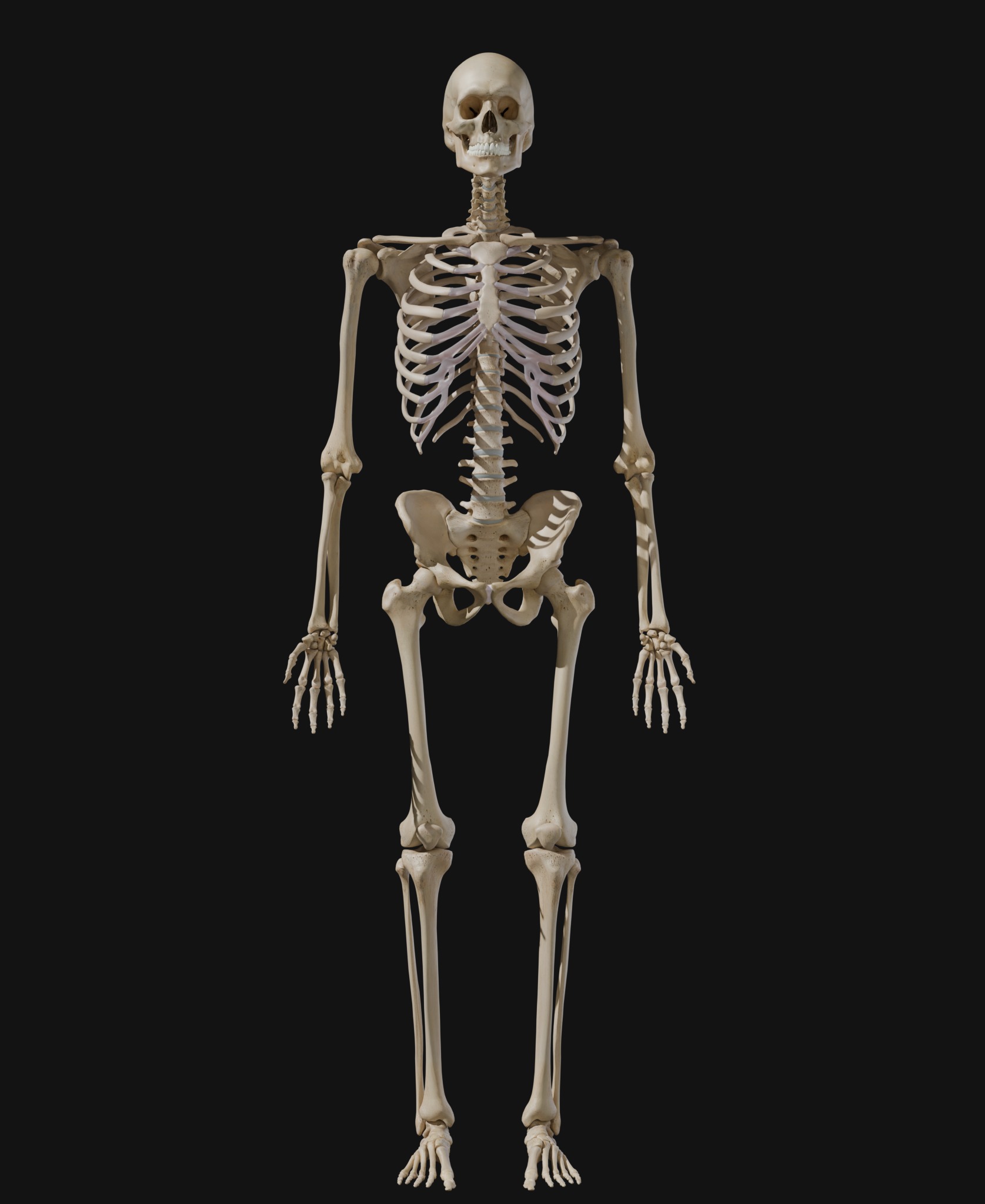 Anatomical Reference - Human Skeleton 3D model_7