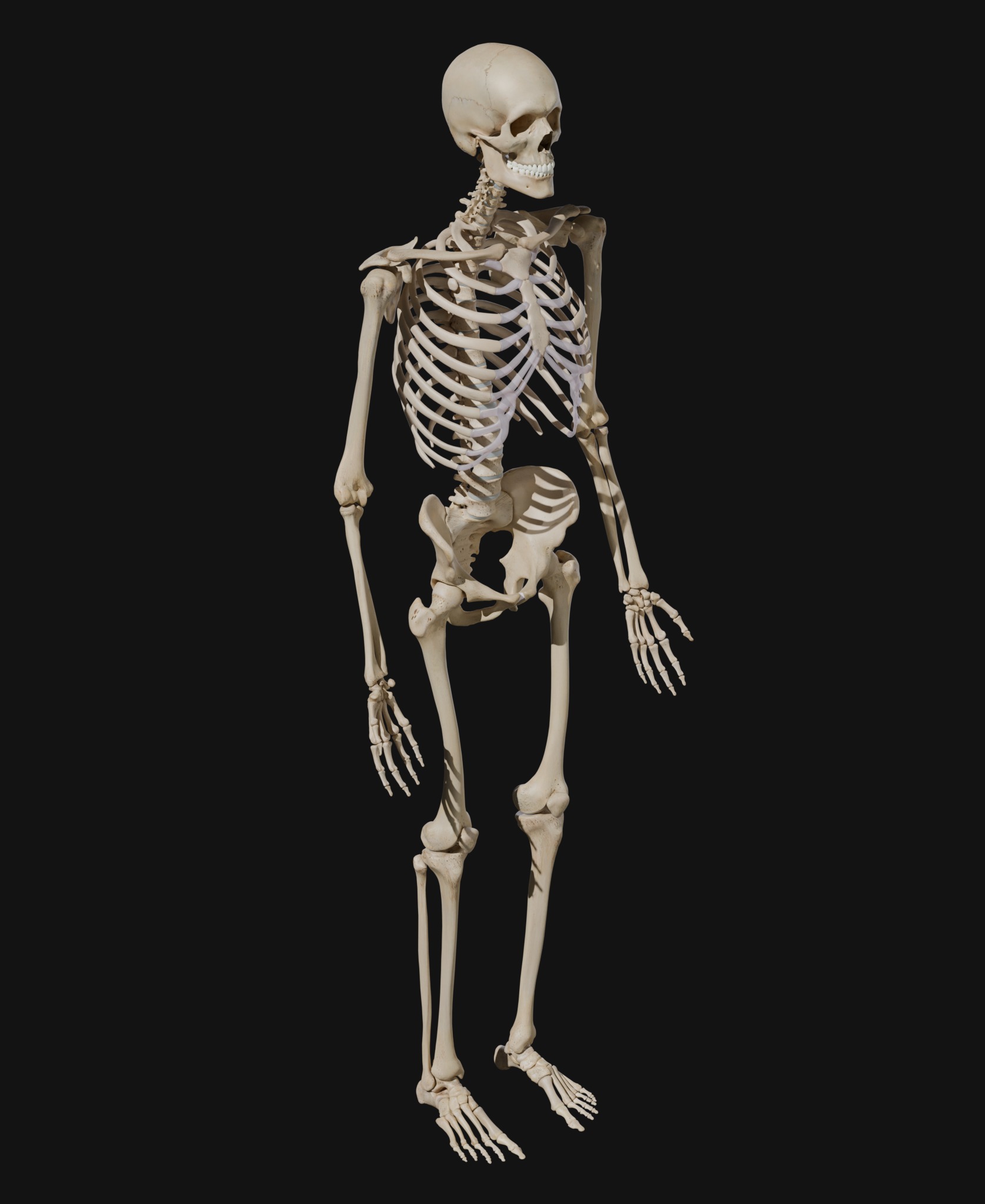Anatomical Reference - Human Skeleton 3D model_8