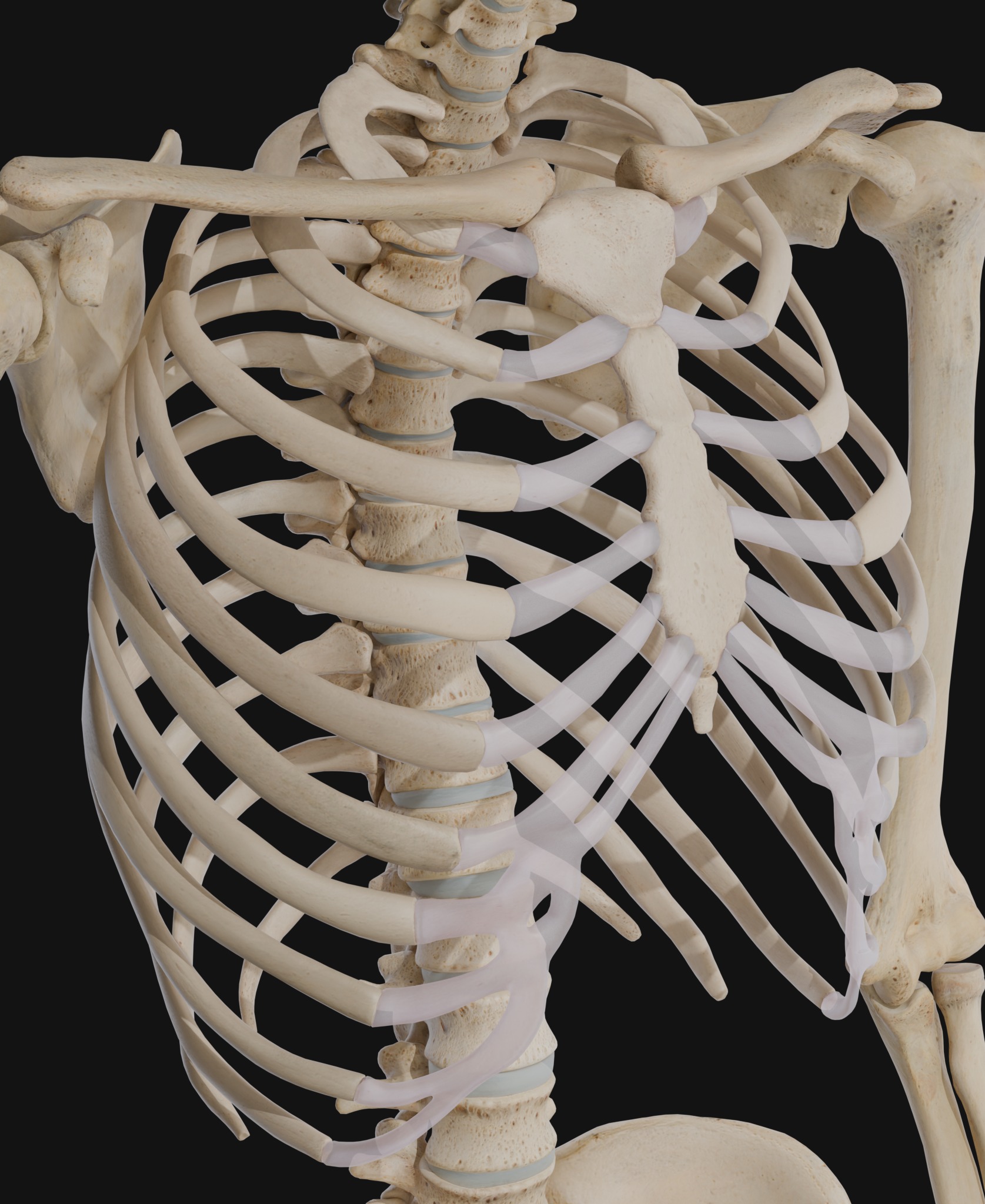 Anatomical Reference - Human Skeleton 3D model_9
