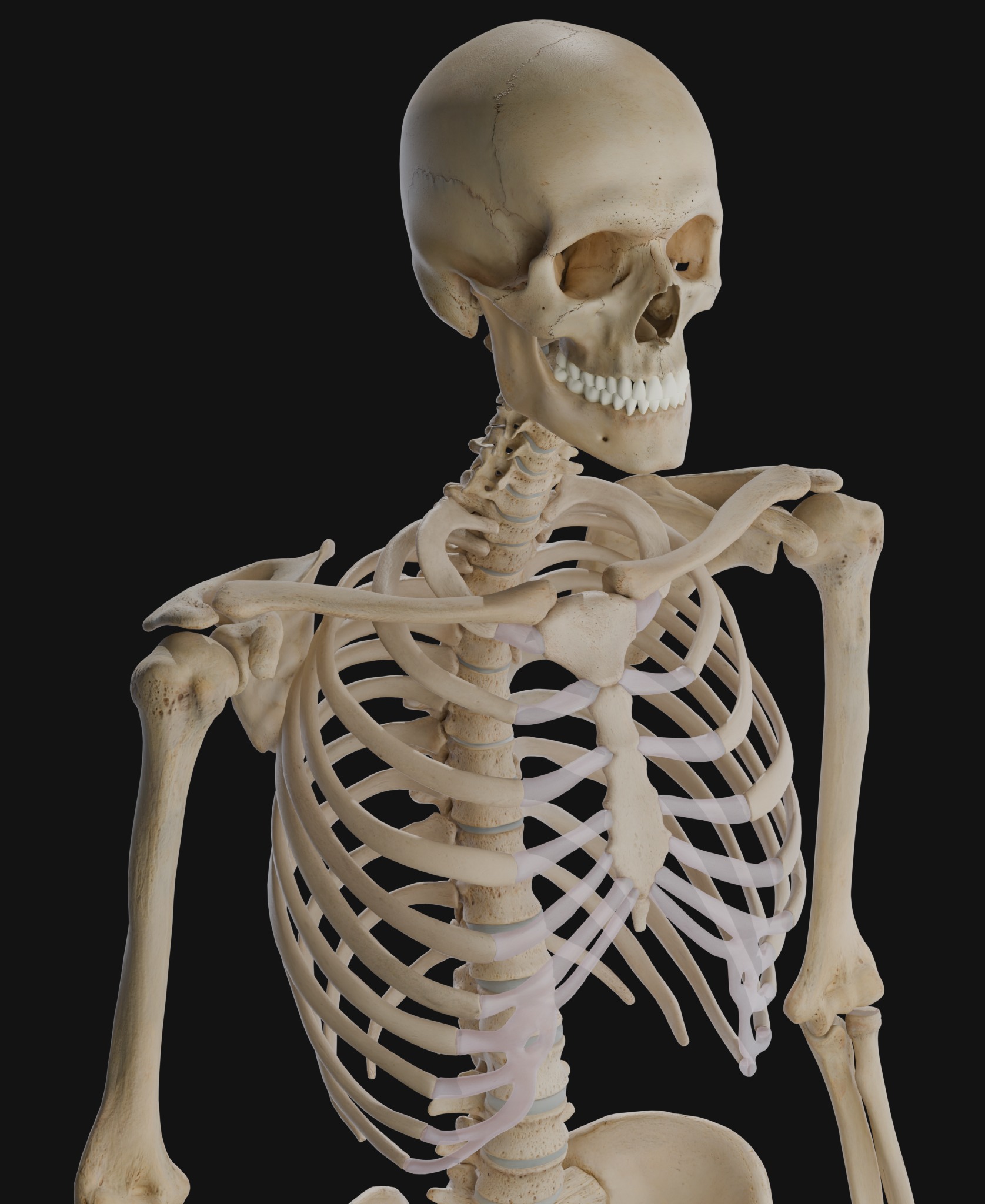 Anatomical Reference - Human Skeleton 3D model_2