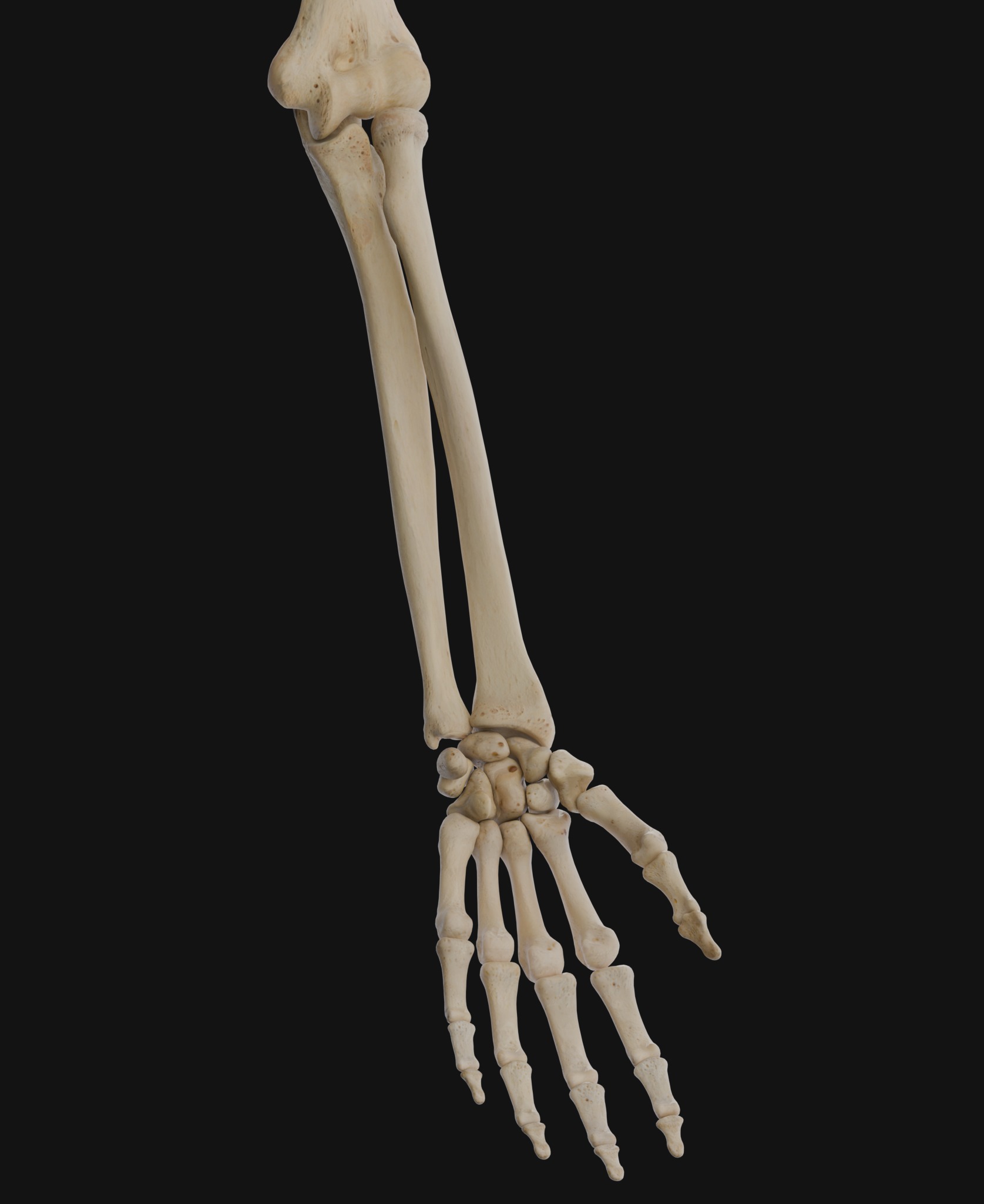Anatomical Reference - Human Skeleton 3D model_1