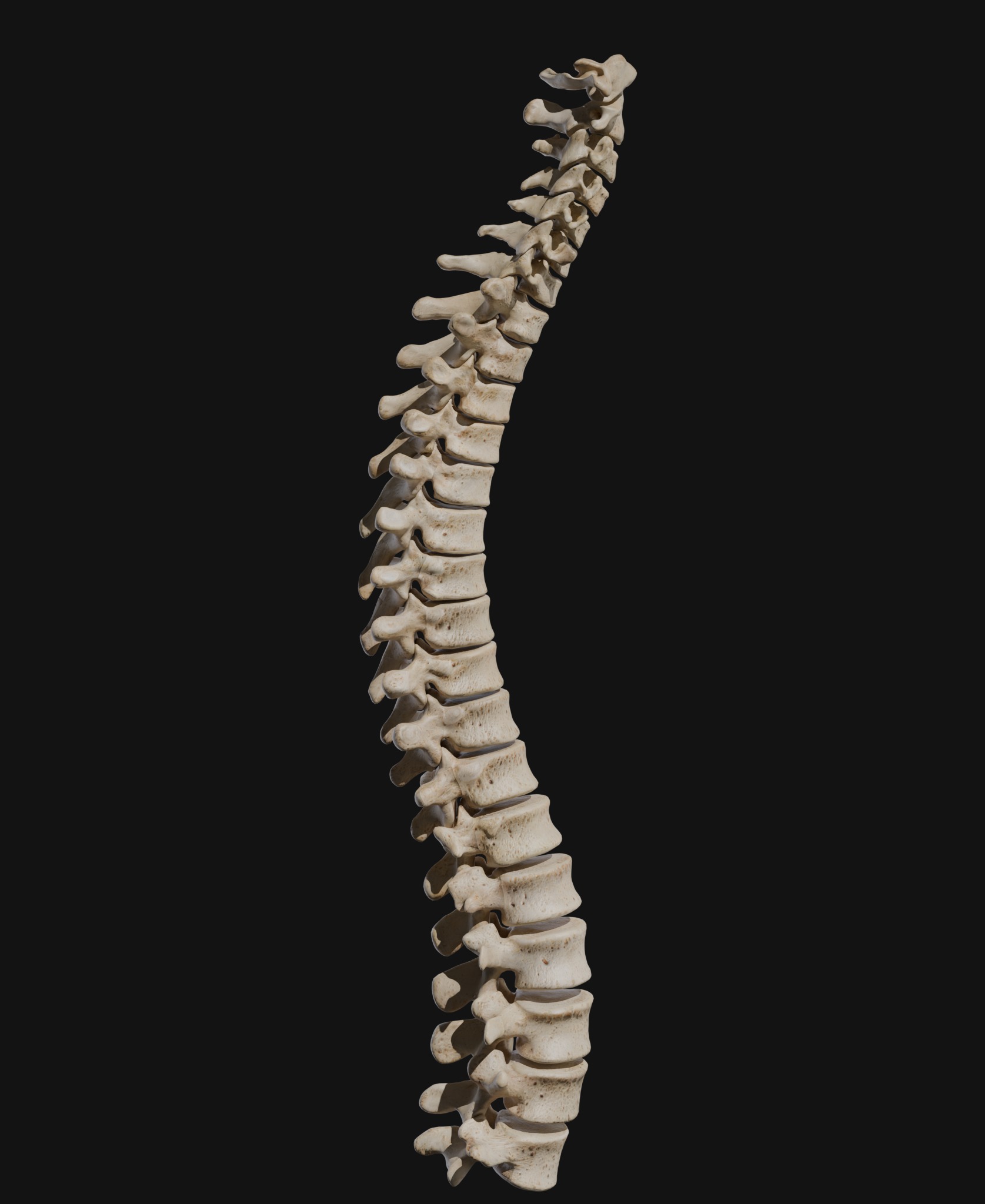 Anatomical Reference - Human Skeleton 3D model_12