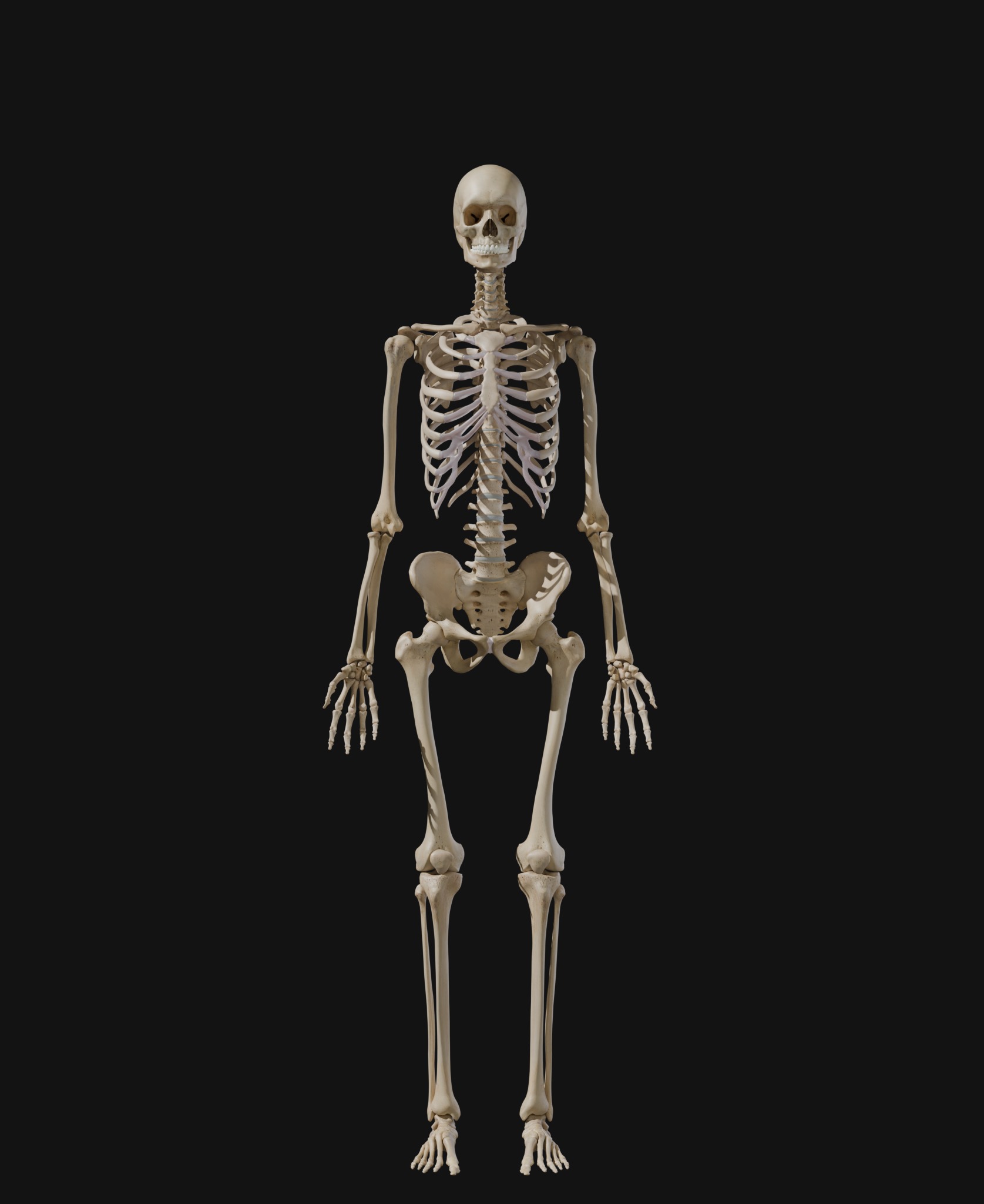 Anatomical Reference - Human Skeleton 3D model_6