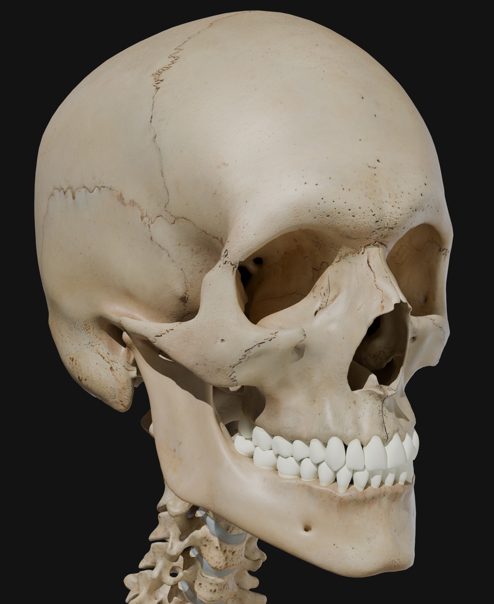 Anatomical Reference - Human Skeleton 3D model_3