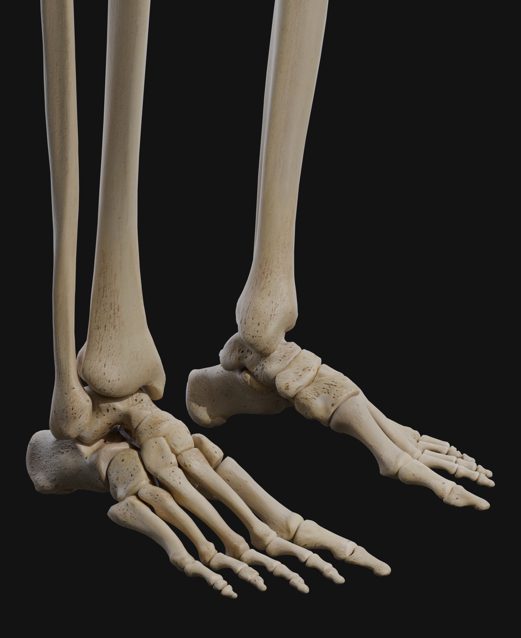 Anatomical Reference - Human Skeleton 3D model_5