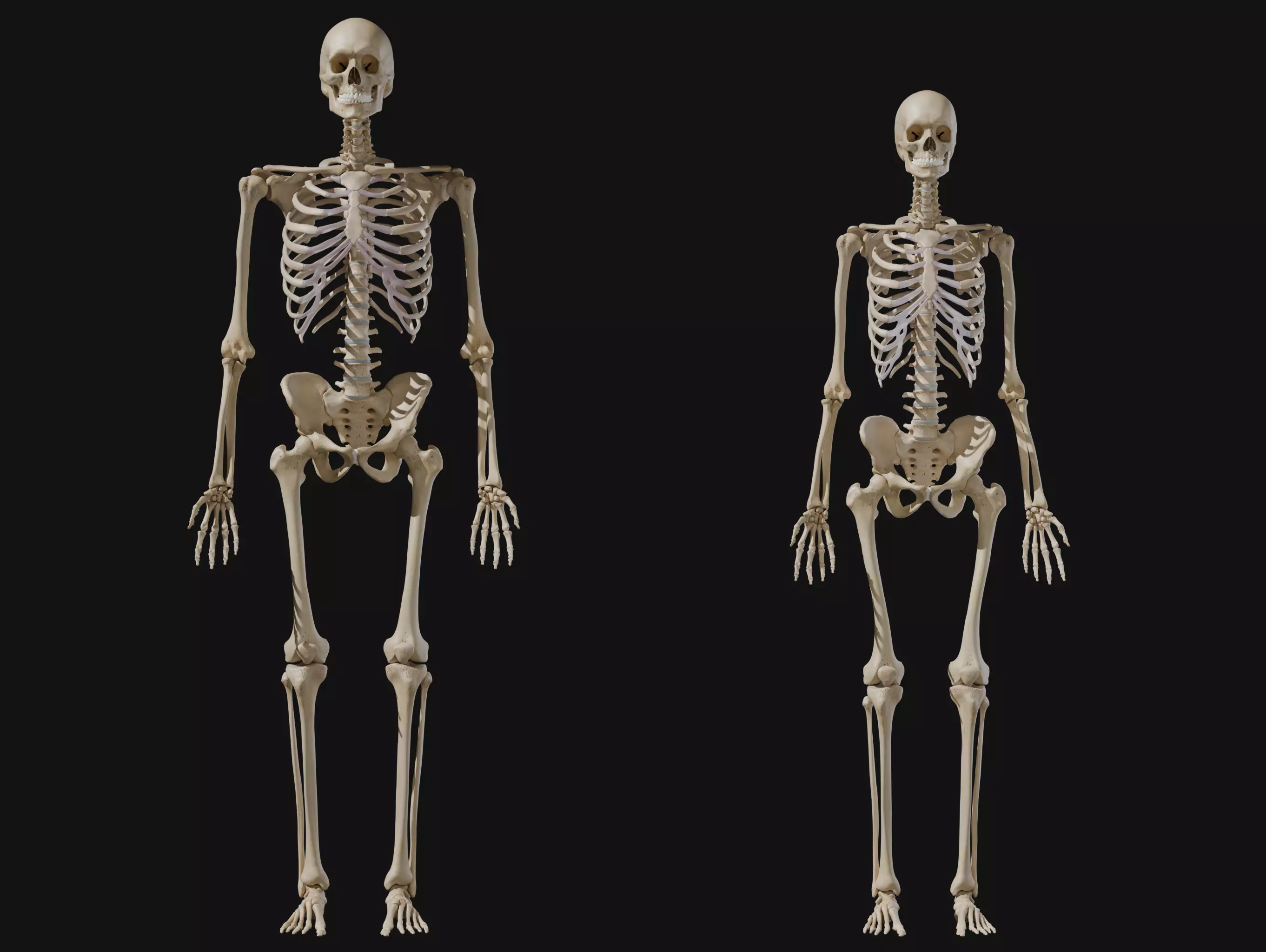 Anatomical Reference - Human Skeleton 3D model_0