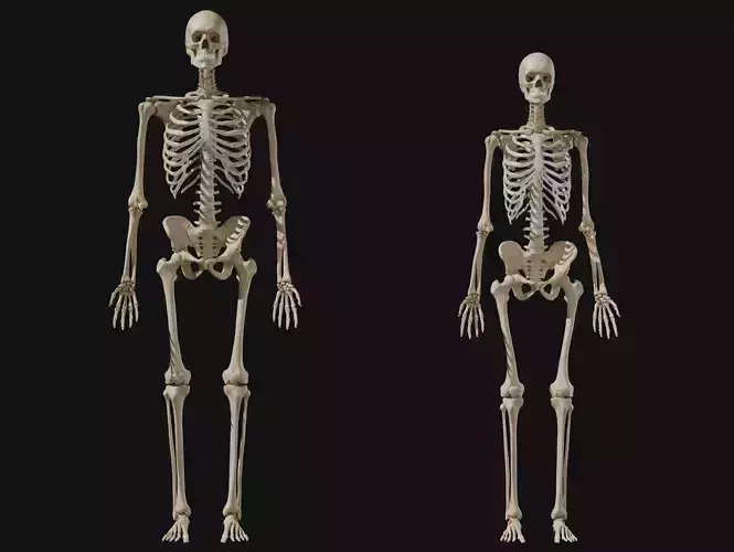 Anatomical Reference - Human Skeleton 3D model