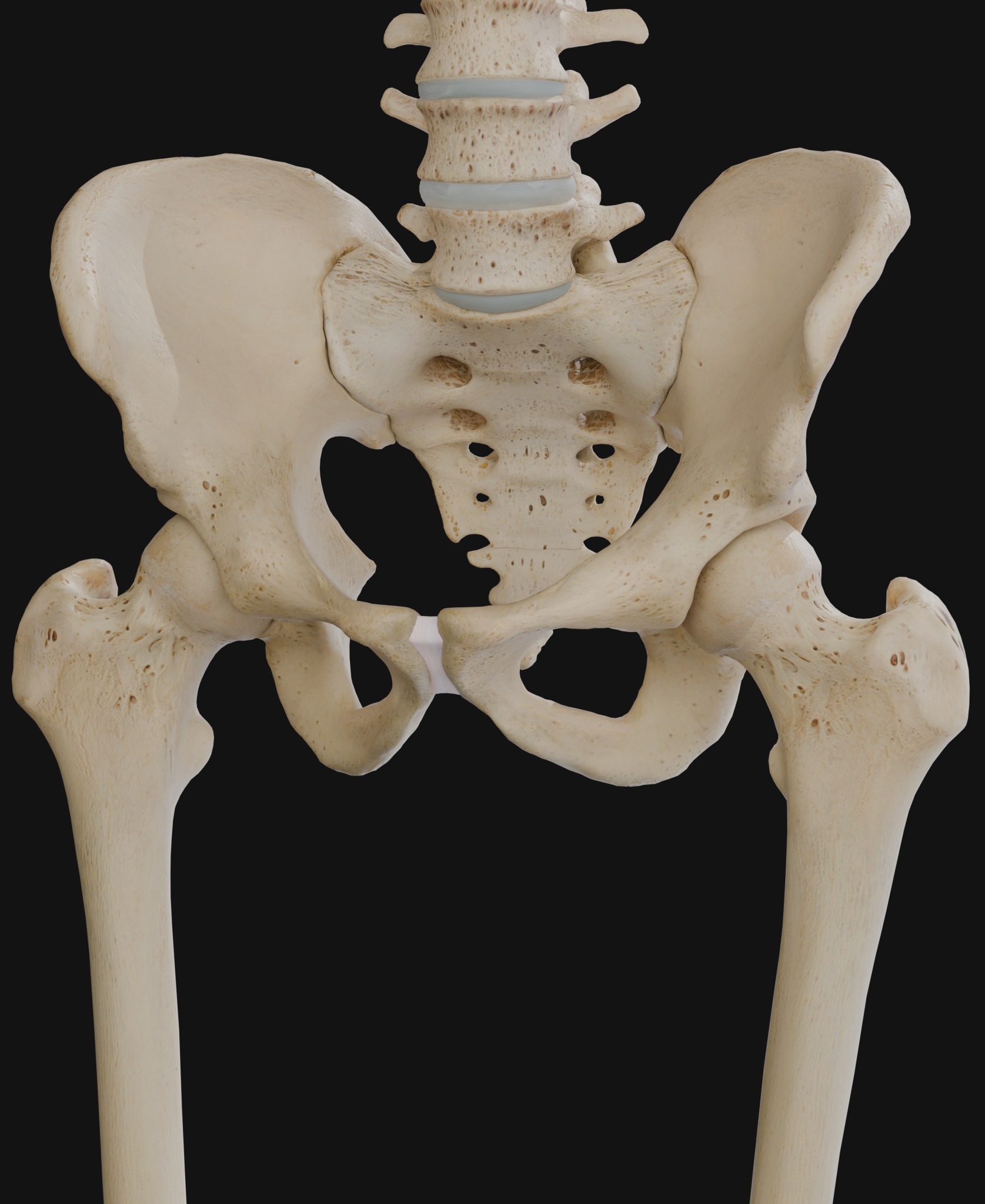 Anatomical Reference - Human Skeleton 3D model_4