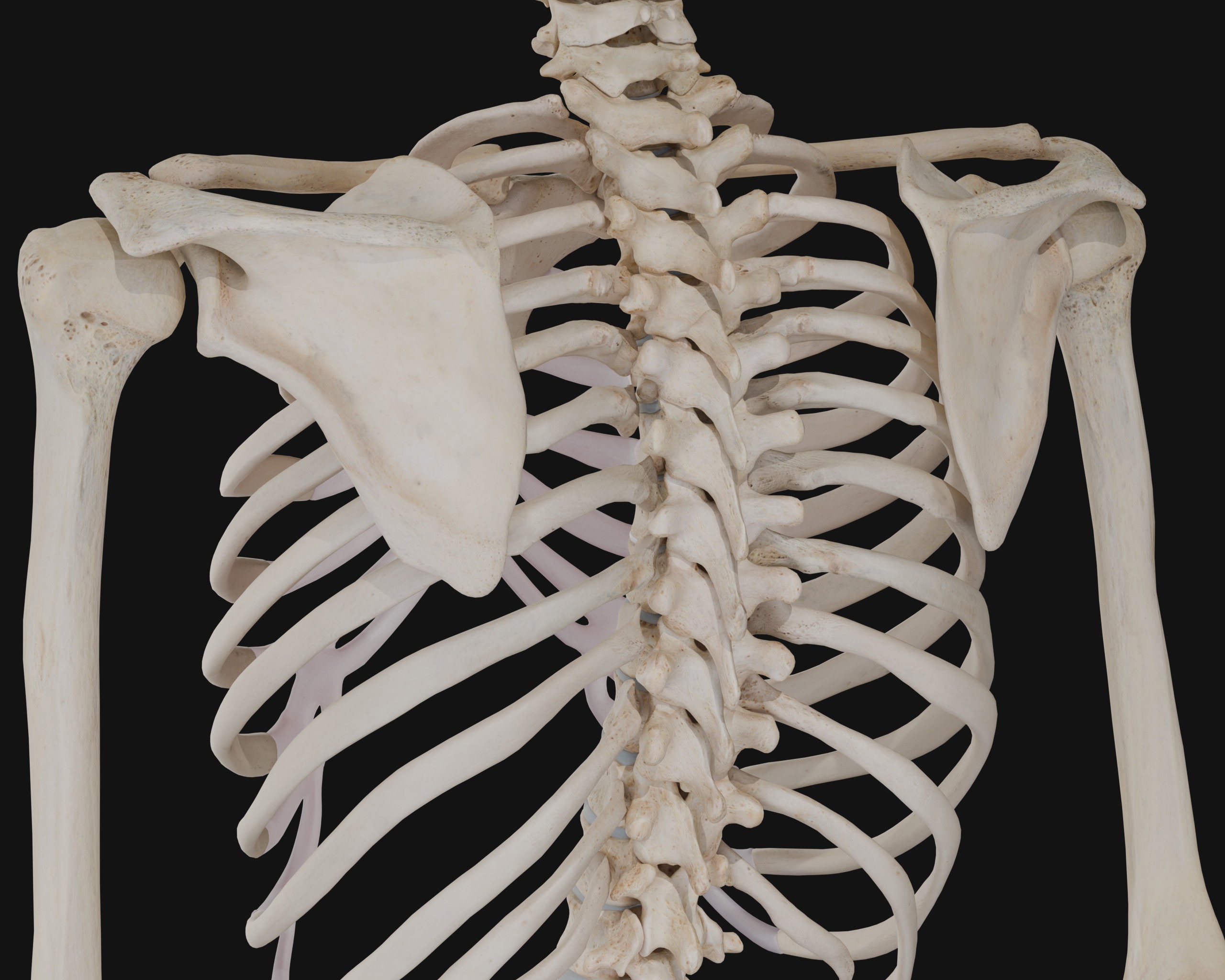Anatomical Reference - Human Skeleton 3D model_10