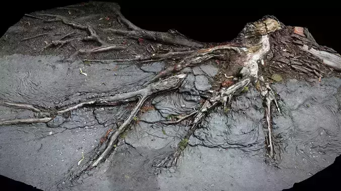 roots asphalt damaged road part1 photogrammetry 