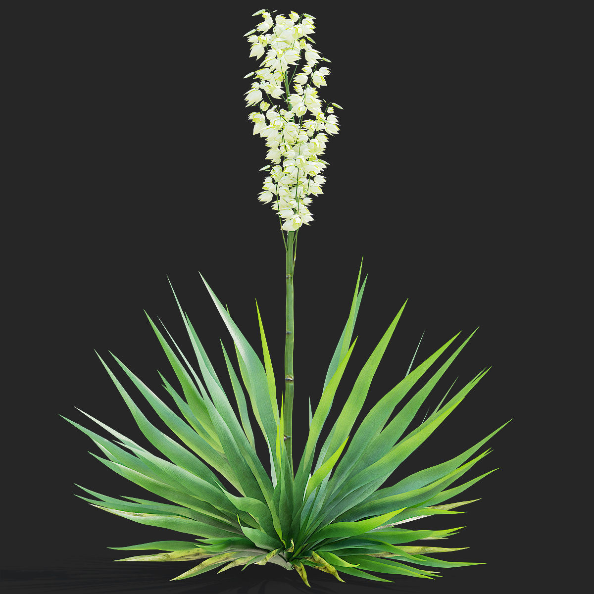 Yucca filamentosa 3D model_3