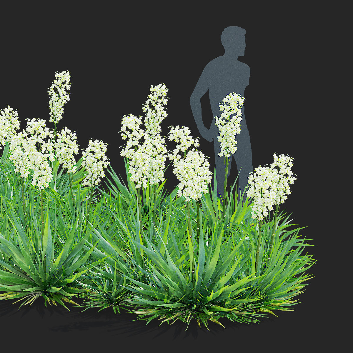 Yucca filamentosa 3D model_8