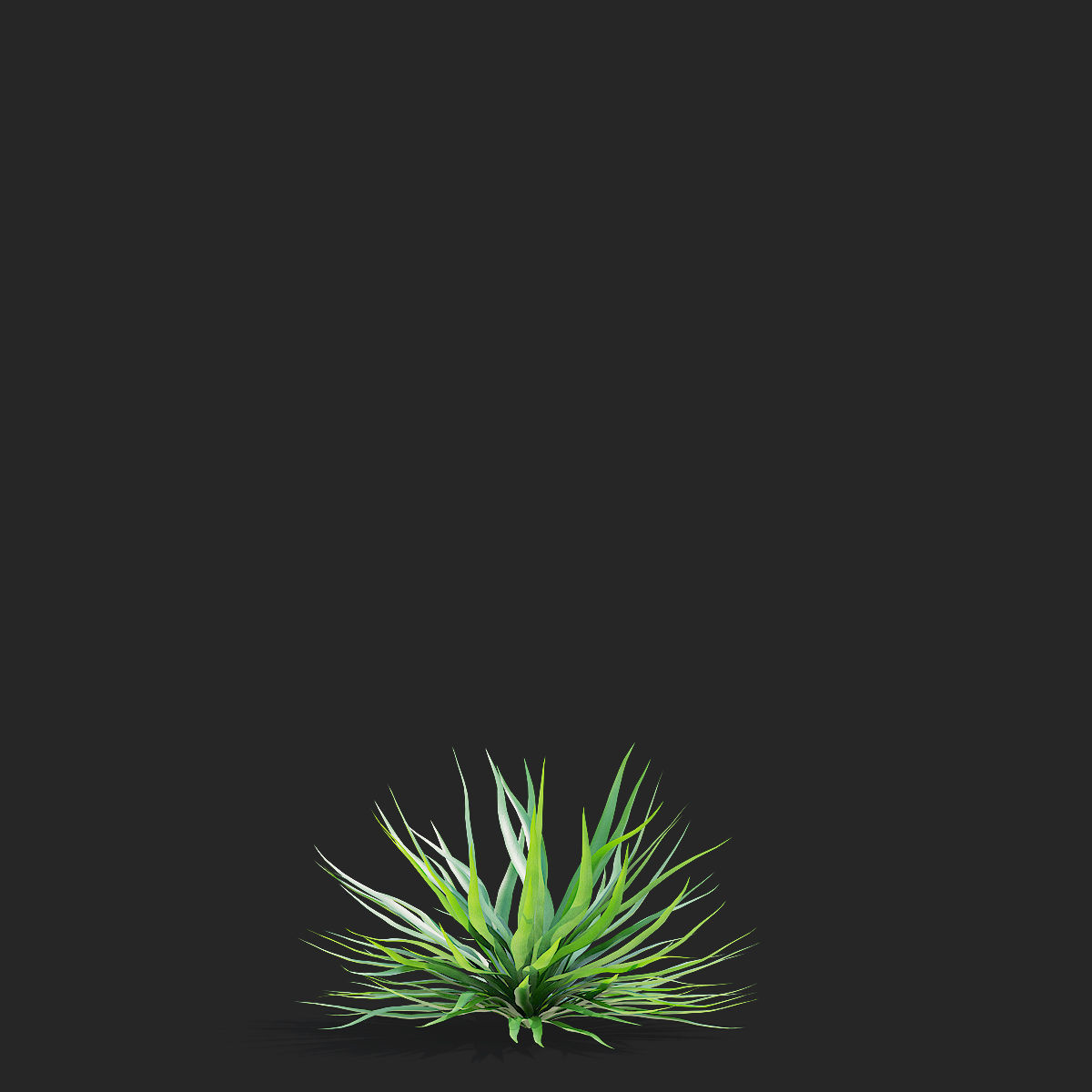 Yucca filamentosa 3D model_7