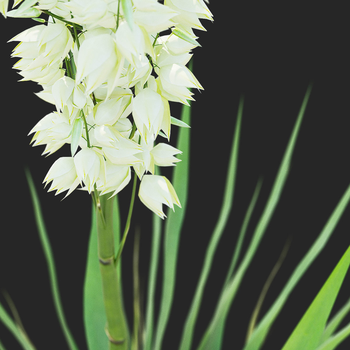 Yucca filamentosa 3D model_10
