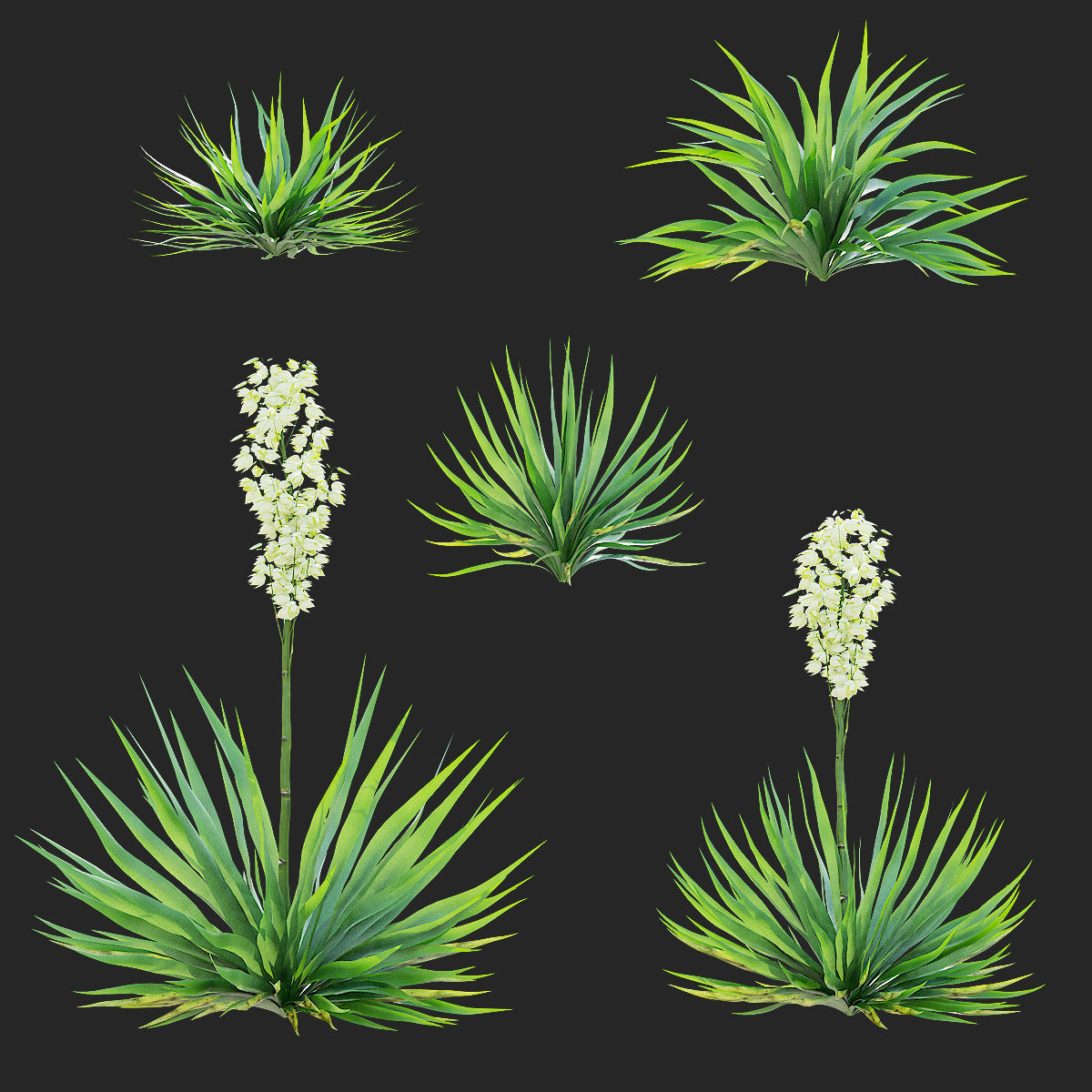Yucca filamentosa 3D model_1