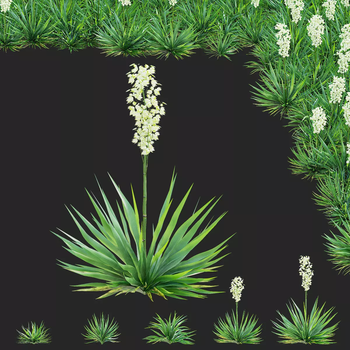 Yucca filamentosa 3D model_0