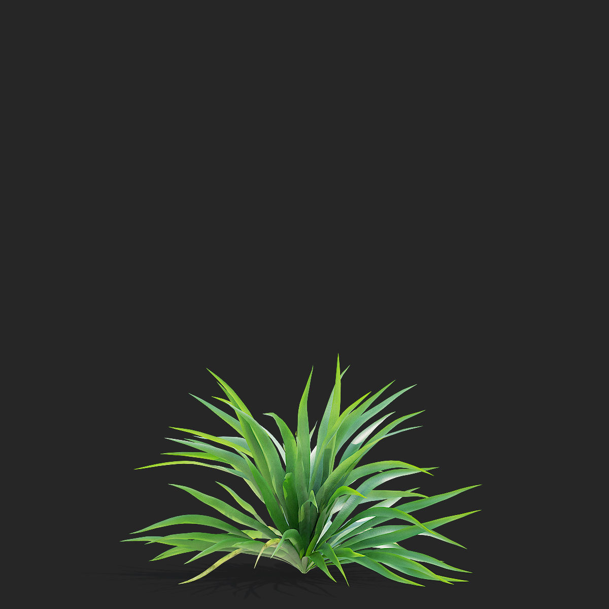 Yucca filamentosa 3D model_5