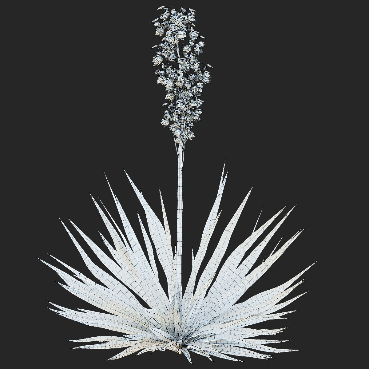 Yucca filamentosa 3D model_2