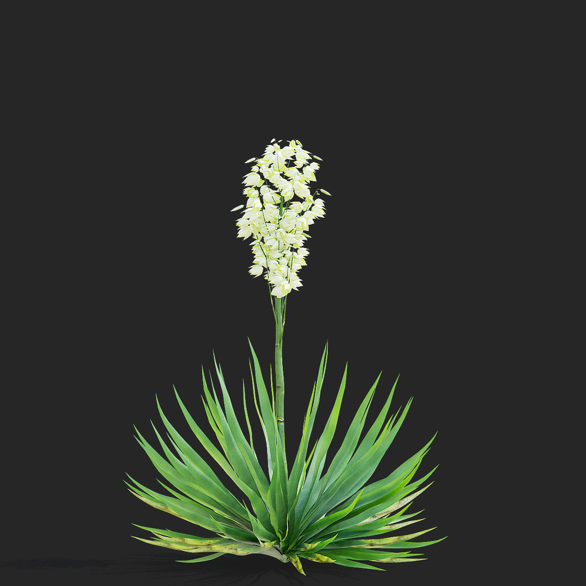 Yucca filamentosa 3D model_4